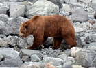 Alaskab (6)  Male grizzly, Glacier Bay, Alaska